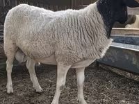 Carnero, Dorper sheep — foto 5