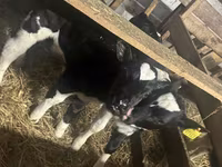 Bulle, Russian Black pied cattle — Foto 3