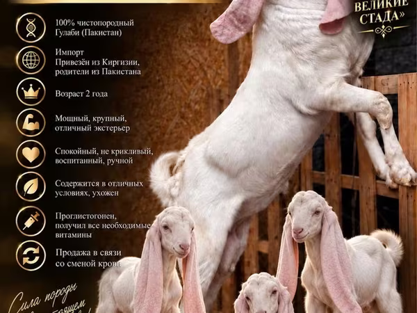 Ziegenbock, Gulabi goats