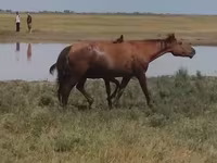 Stute, Kazakh horse — Foto 2