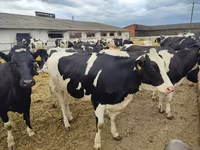母牛, Holstein breed — 照片 5