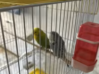 Təmiz qan Çex tutuquşuları satılır 🦜 Quşlar çox sağlam, aktiv və — फ़ोटो 3
