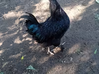 Chickens — 4-сурет