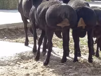 Ram, Sheep — photo 1