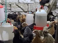 Chickens — foto 8