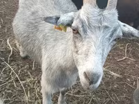 Ziege, Ziegen — Foto 1