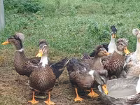 Ducks — Foto 2