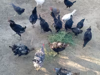 Chickens — photo 2