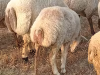 Schaf, Schafe — Foto 2