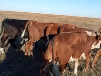 Buğa, Simmental cattle — foto 1