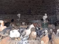 Chickens — 6-rasm