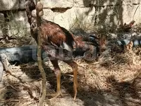 Chickens — الصورة 4