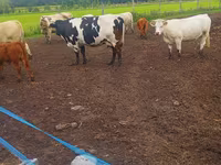 Kuh, Charolais cattle — Foto 3