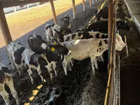 Cow, Cattle — photo 2