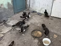 Ducks — 3-сурет