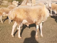 Toro, Russian Black pied cattle — foto 1