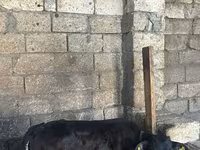 सांड, लाल-धब्बेदार नस्ल — फ़ोटो 8