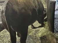 Bulle, Aberdeen-Angus — Foto 1