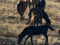 Horses (batch, sex not specified), Kazakh horse — photo 2