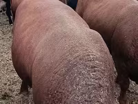 Toro, Vaca kazaja de cabeza blanca — foto 7