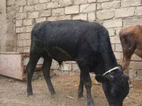 Bulle, Russian Black pied cattle — Foto 3