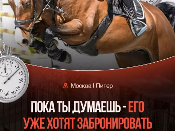 公马, Horses