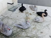 Hausente — Foto 2