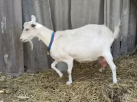 公山羊, Saanen goat — 照片 8