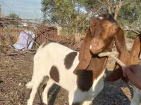 Dişi keçi, Kamori goats — foto 2