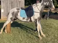 Stute, Pinto horses — Foto 6