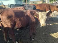 公牛, Kazakh White-headed cow — 照片 2
