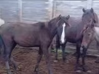 Hengst, Kazakh horse — Foto 2