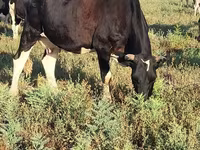 Kuh, Holstein-Rasse — Foto 3