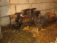 Chickens — الصورة 3