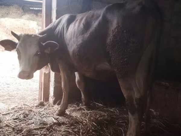 Kuh, Simmental cattle