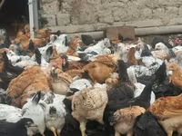 Chickens — Foto 1
