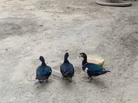 pato criollo doméstico — foto 1