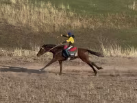 公马, Arabian horse — 照片 5