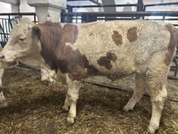 ثور, Simmental cattle — الصورة 5