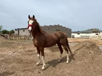 At, Arabian horse — foto 3