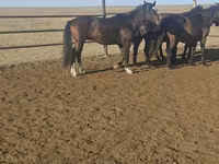 Caballo, New Altai Horse — foto 1