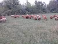 Вівці (партія, стать не вказано), Вівці — фото 2