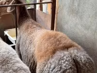 Ram, Arashan sheep — photo 1