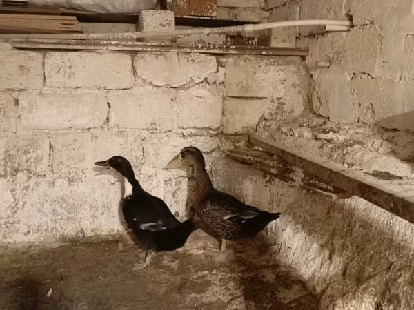 Ducks