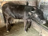 Kuh, Swiss cattle — Foto 2
