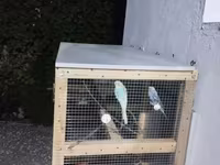 Açıq havaya uyğun, taxta karkaslı və metal torlu quş volyeri/sandığı — фото 2