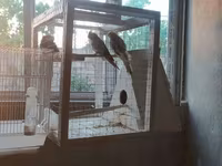 Nimfa (Cockatiel) tutuquşuları və quşlar üçün geniş qəfəs dəsti — Foto 5