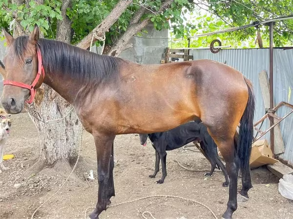 Hengst, Thoroughbred horse