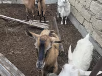 Ziege, Saanen goat — Foto 8