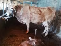 İnək, Latvian Blue cattle — foto 8